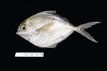 Peprilus triacanthus, butterfish, from SEAMAP collections